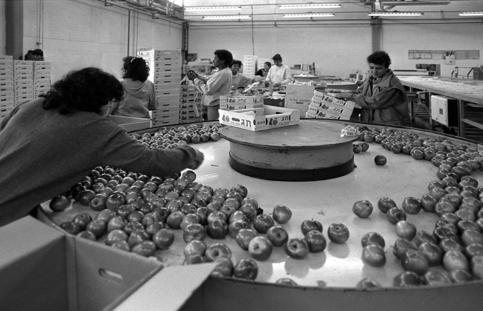 Generic apple packing at a different facility, not the Yeongyang site